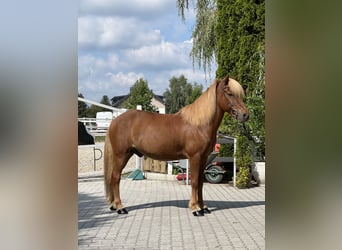 Pony Islandese, Castrone, 12 Anni, 139 cm, Sauro scuro