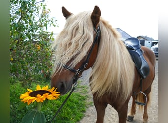 Pony Islandese, Castrone, 12 Anni, 140 cm, Sauro
