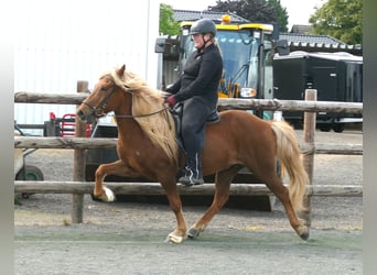 Pony Islandese, Castrone, 12 Anni, 140 cm, Sauro