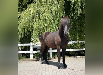 Pony Islandese, Castrone, 12 Anni, 142 cm, Morello