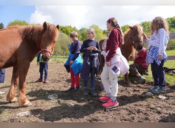 Pony Islandese, Castrone, 12 Anni, 143 cm, Sauro