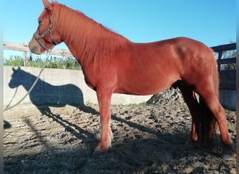 Pony Islandese, Castrone, 12 Anni, 143 cm, Sauro