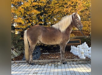 Pony Islandese, Castrone, 12 Anni, 143 cm, Sauro scuro