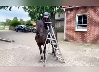 Pony Islandese, Castrone, 12 Anni, 148 cm, Morello