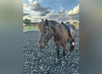 Pony Islandese, Castrone, 12 Anni, 150 cm, Morello