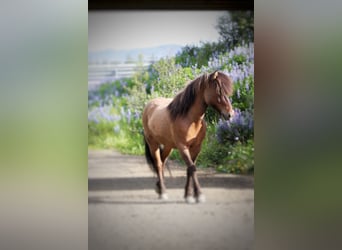 Pony Islandese, Castrone, 12 Anni, 150 cm, Pelle di daino