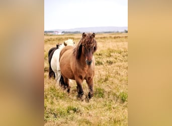 Pony Islandese, Castrone, 12 Anni, 150 cm, Pelle di daino