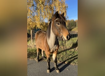 Pony Islandese, Castrone, 13 Anni, 138 cm, Baio