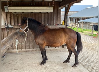 Pony Islandese, Castrone, 13 Anni, 138 cm, Baio