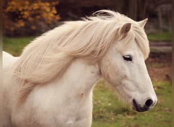 Pony Islandese, Castrone, 13 Anni, 138 cm, Grigio