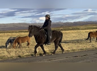 Pony Islandese, Castrone, 13 Anni, 139 cm, Morello