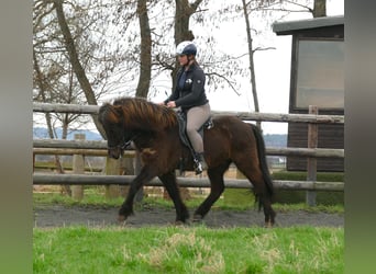 Pony Islandese, Castrone, 13 Anni, 140 cm, Morello