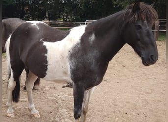 Pony Islandese, Castrone, 13 Anni, 140 cm, Pezzato