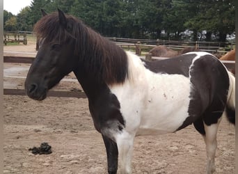 Pony Islandese, Castrone, 13 Anni, 140 cm, Pezzato