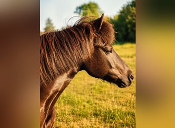 Pony Islandese, Castrone, 13 Anni, 140 cm, Pezzato