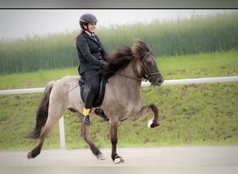 Pony Islandese, Castrone, 13 Anni, 141 cm, Falbo