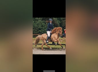 Pony Islandese, Castrone, 13 Anni, 142 cm, Falbo
