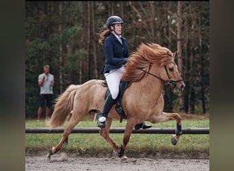 Pony Islandese, Castrone, 13 Anni, 142 cm, Falbo