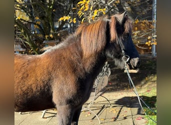 Pony Islandese, Castrone, 13 Anni, 143 cm, Morello
