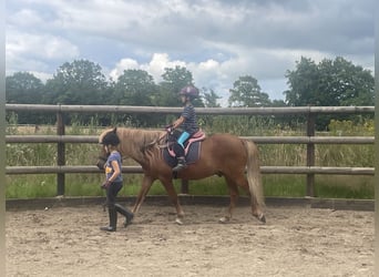 Pony Islandese, Castrone, 13 Anni, 143 cm, Sauro