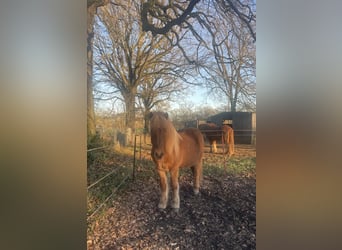 Pony Islandese, Castrone, 13 Anni, 143 cm, Sauro
