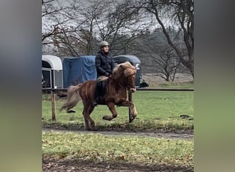 Pony Islandese, Castrone, 13 Anni, 143 cm, Sauro