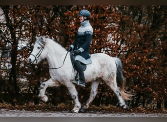 Pony Islandese, Castrone, 13 Anni, 144 cm, Grigio