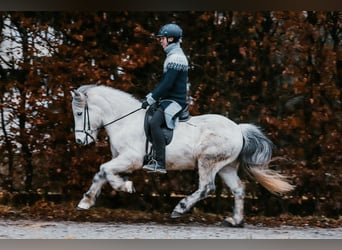 Pony Islandese, Castrone, 13 Anni, 144 cm, Grigio