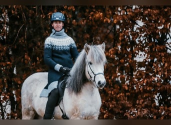 Pony Islandese, Castrone, 13 Anni, 144 cm, Grigio