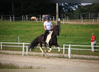 Pony Islandese, Castrone, 13 Anni, 145 cm, Pezzato