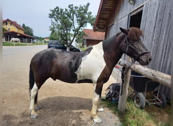 Pony Islandese, Castrone, 13 Anni, 145 cm, Pezzato