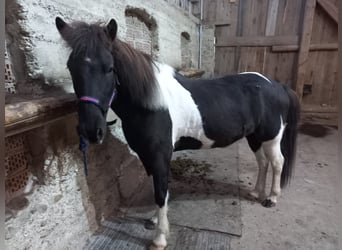 Pony Islandese, Castrone, 13 Anni, 145 cm, Pezzato