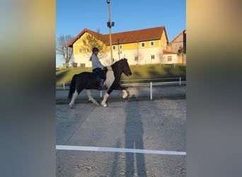 Pony Islandese, Castrone, 13 Anni, 145 cm, Pezzato