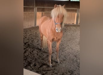 Pony Islandese, Castrone, 13 Anni, 146 cm, Sauro
