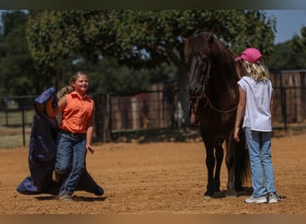 Pony Islandese, Castrone, 14 Anni, 135 cm, Morello