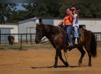 Pony Islandese, Castrone, 14 Anni, 135 cm, Morello