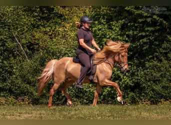 Pony Islandese, Castrone, 14 Anni, 138 cm, Falbo