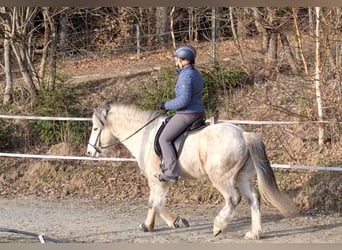 Pony Islandese, Castrone, 14 Anni, 142 cm, Grigio pezzato