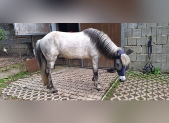 Pony Islandese, Castrone, 14 Anni, 142 cm, Grigio pezzato