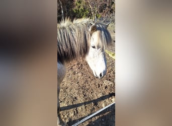 Pony Islandese, Castrone, 14 Anni, 142 cm, Grigio pezzato