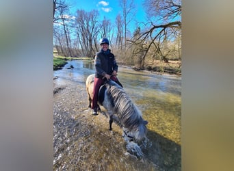 Pony Islandese, Castrone, 14 Anni, 142 cm, Grigio pezzato