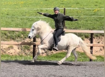 Pony Islandese, Castrone, 14 Anni, 143 cm, Grigio