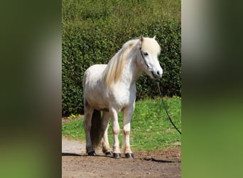 Pony Islandese, Castrone, 14 Anni, 143 cm, Grigio
