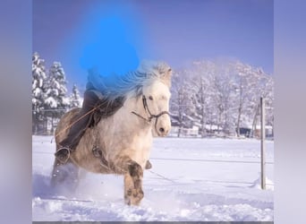 Pony Islandese, Castrone, 14 Anni, 143 cm, Grigio pezzato