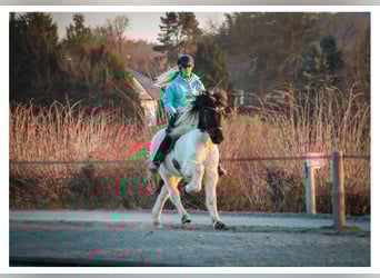 Pony Islandese, Castrone, 14 Anni, 143 cm, Pezzato