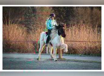 Pony Islandese, Castrone, 14 Anni, 143 cm, Pezzato