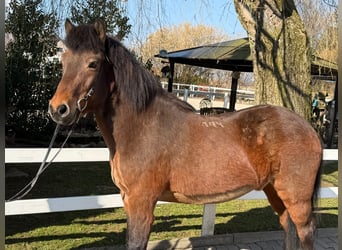 Pony Islandese, Castrone, 14 Anni, 144 cm, Baio