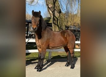Pony Islandese, Castrone, 14 Anni, 144 cm, Baio