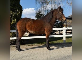 Pony Islandese, Castrone, 14 Anni, 144 cm, Baio