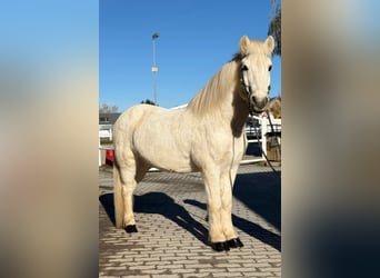 Pony Islandese, Castrone, 14 Anni, 144 cm, Grigio